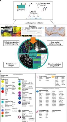 Unveiling spatial complexity in solid tumor immune microenvironments through multiplexed imaging